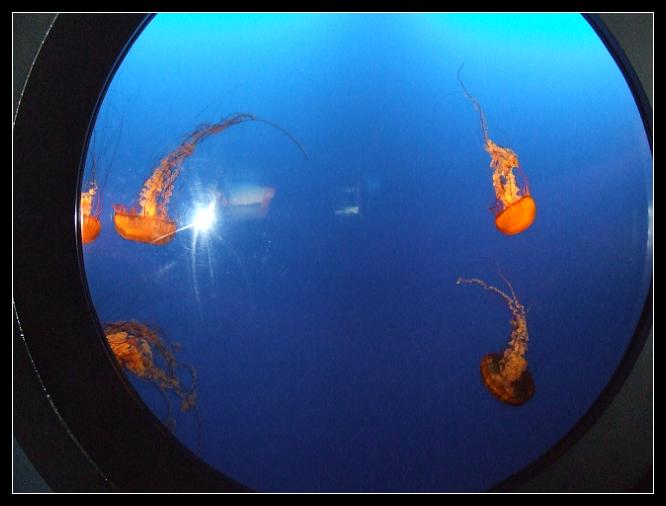 Jellyfish