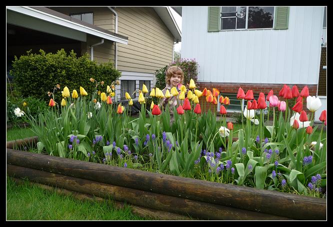 Tulips