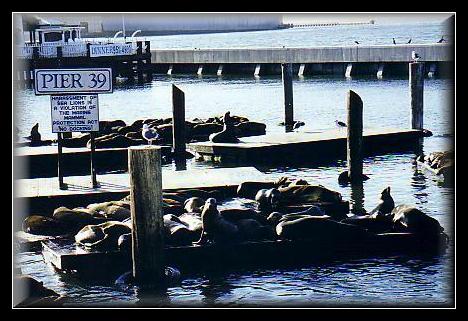 17sea_lions